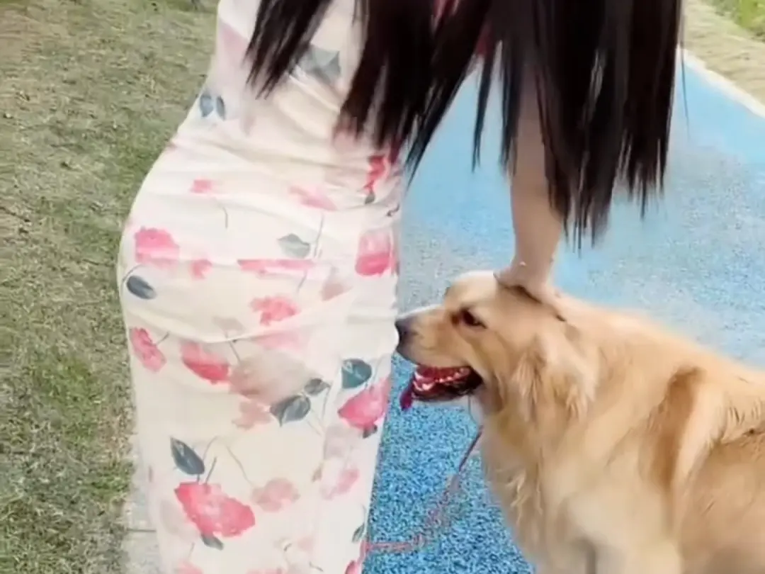 免费看《抖音香香公主与爱犬金毛》科普视频，高清无广告，抖音香香公主与爱犬金毛直播回放网盘资源持续有效！