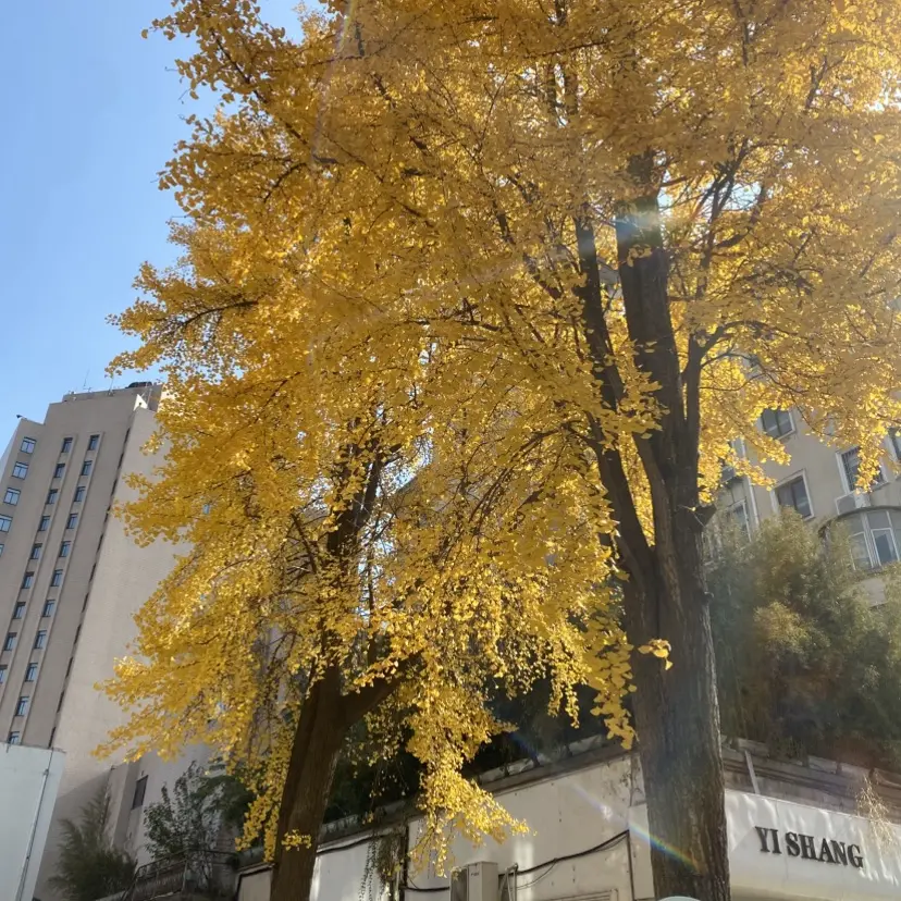 《silk_labo系列》女性向1080P全集-百度网盘独家资源-浪漫感官典藏合集，畅享高清无删减体验